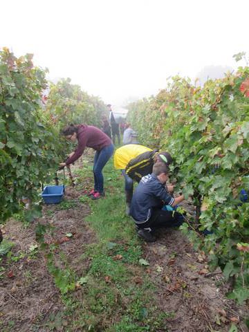 vendanges